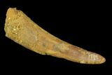 Bargain, Pterosaur (Siroccopteryx) Tooth - Morocco #94151-1